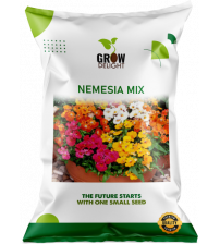 Grow Delight Imported Nemesia Mix 100 Seeds Grow Delight Imported Nemesia Mix 100 Seeds